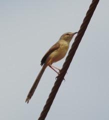 Prinia sylvatica