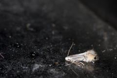 Phyllocnistis citrella