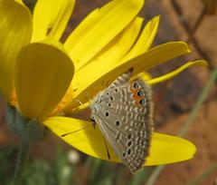 Freyeria trochylus