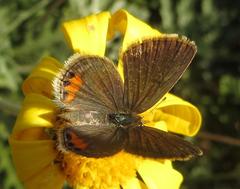 Freyeria trochylus
