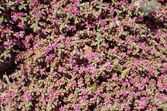Aizoon portulacaceum