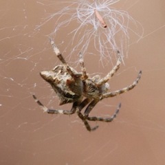 Arachnida