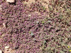 Aizoon portulacaceum