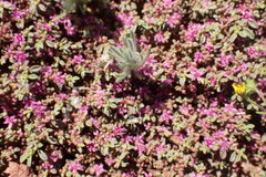 Aizoon portulacaceum