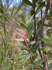 Styphelia triflora
