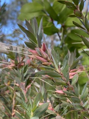 Styphelia triflora