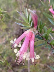 Styphelia triflora