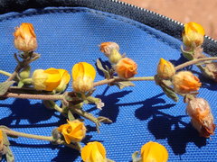 Hermannia stipulacea