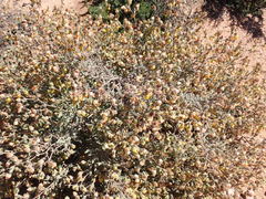 Hermannia stipulacea