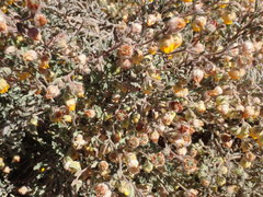 Hermannia stipulacea