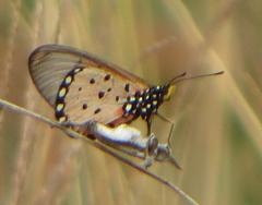 Acraea neobule neobule