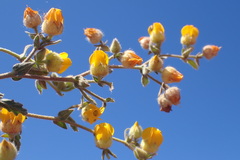 Hermannia stipulacea