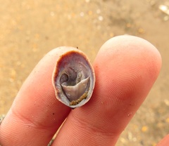 Crepidula convexa