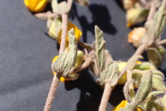 Hermannia stipulacea