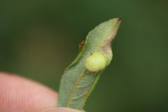 Euura pedunculi