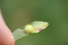 Euura pedunculi