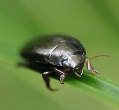 Agabus bipustulatus