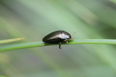 Agabus bipustulatus