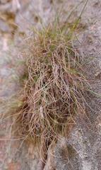 Ficinia esterhuyseniae