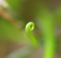 Pilularia globulifera