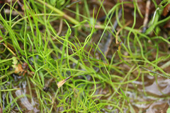 Pilularia globulifera