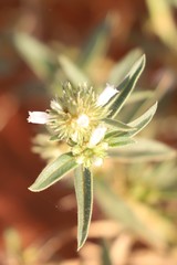 Amaranthus cochleitepalus