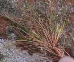 Ficinia esterhuyseniae