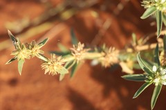 Amaranthus cochleitepalus