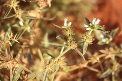 Amaranthus cochleitepalus