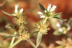 Amaranthus cochleitepalus