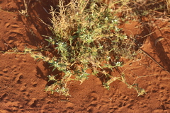 Amaranthus cochleitepalus