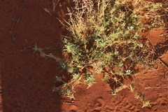 Amaranthus cochleitepalus