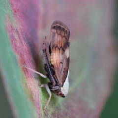 Insecta