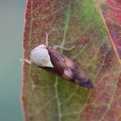 Insecta