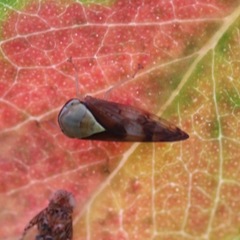 Insecta