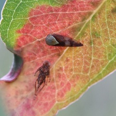 Insecta