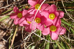 Oxalis inaequalis