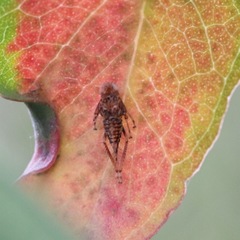 Insecta