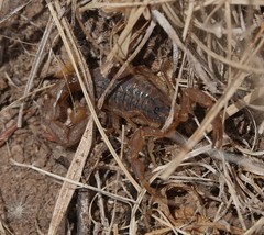 Hottentotta eminii