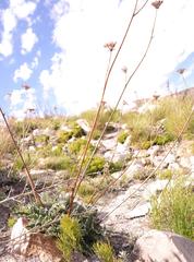 Hermas quercifolia