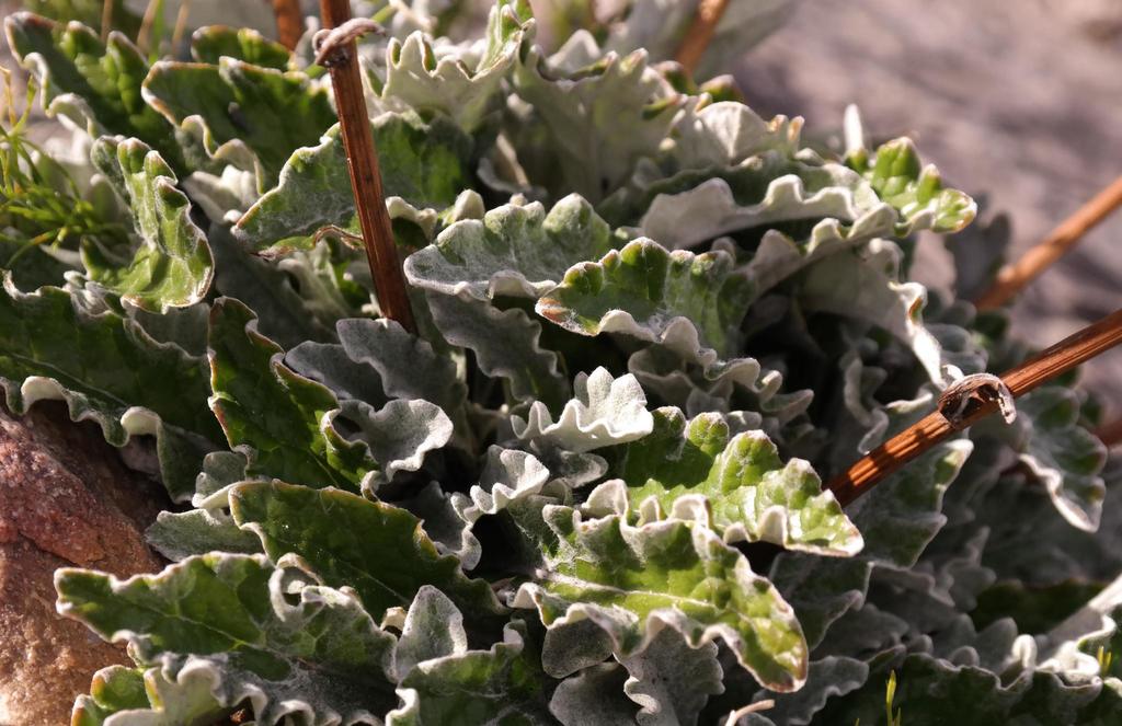 Silveredge Tinderleaf