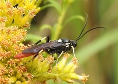 Ichneumon devinctor
