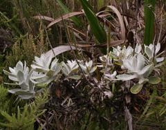 Oresbia heterocarpa