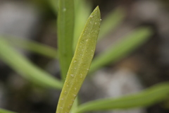 Peronospora flava