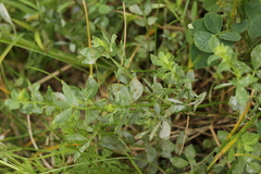 Uromyces euphorbiae-corniculati