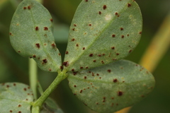 Uromyces euphorbiae-corniculati