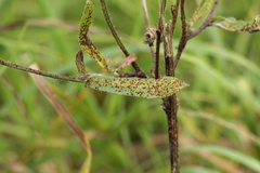 Puccinia picridis-strigosae