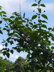 Pachliopta pandiyana