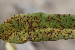Puccinia picridis-strigosae