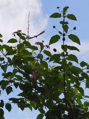 Pachliopta pandiyana